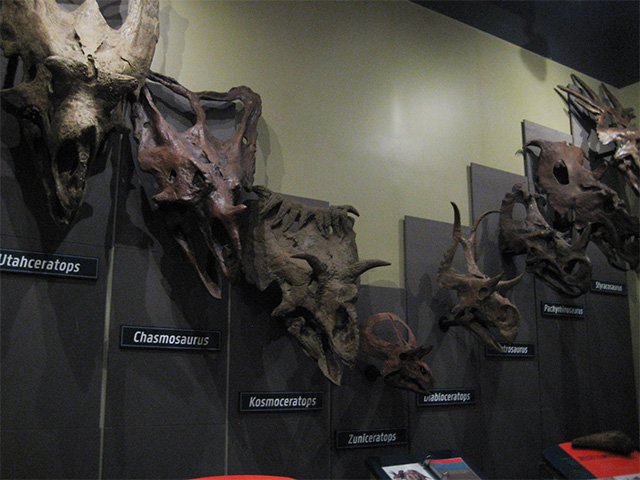 Horned dinosaur skulls arranged along a gallery wall.