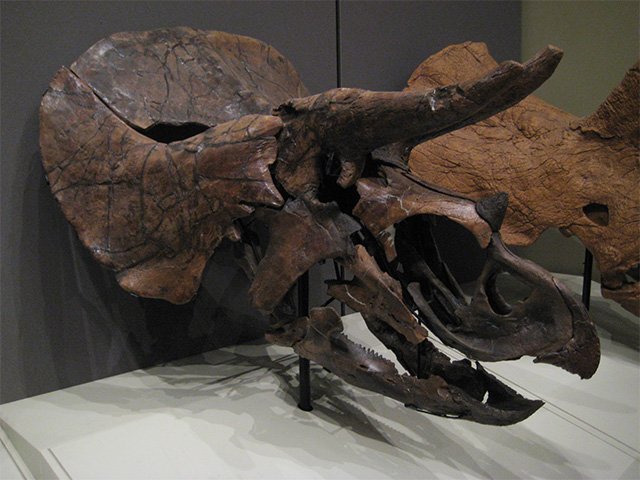 A close view of Homer’s Triceratops skull.