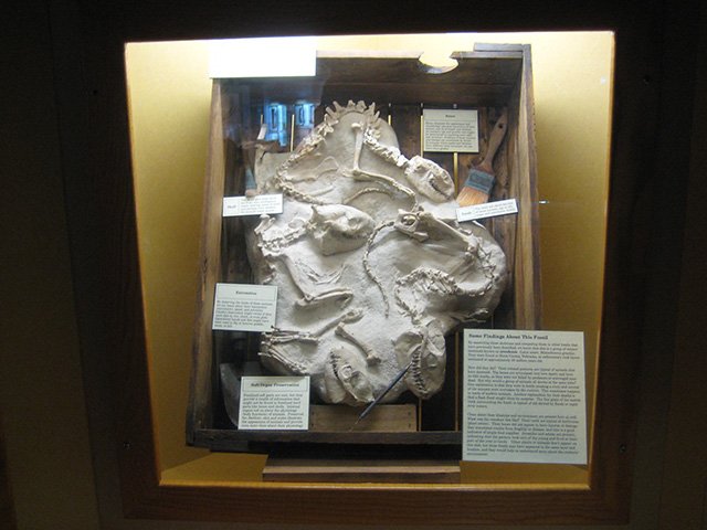 Small fossil skeletons in a wooden crate display with brushes and tools.