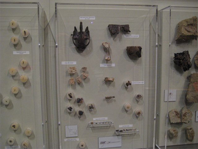 Small fossils and fragments arranged in clear display cases.