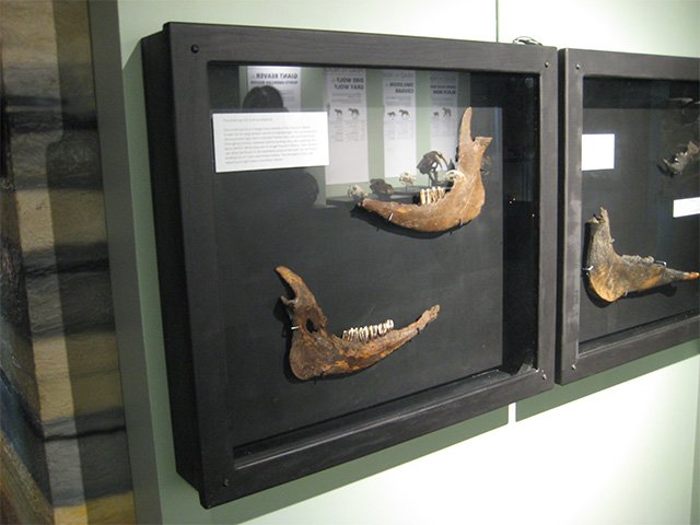 Fossil jawbones with teeth displayed in black cases.