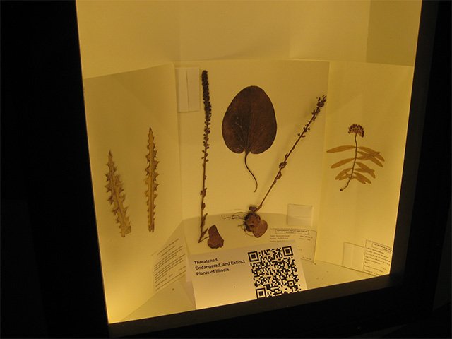 Pressed plant specimens in a display about threatened, endangered, and extinct Illinois plants.