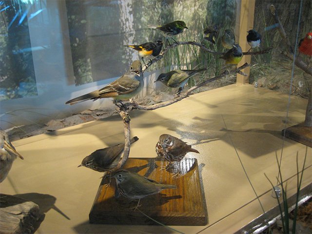 Preserved birds with varied plumage arranged on branches behind glass.