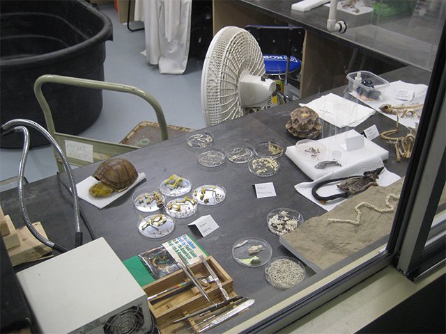 A laboratory bench with turtle shells, animal remains, and small bones in dishes.