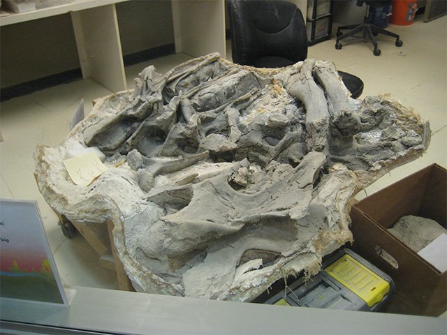 Fossil material in an open plaster field jacket on a laboratory table.