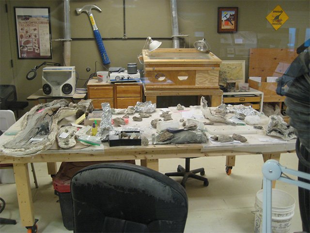 Fossils, tools, and preparation equipment spread across a laboratory workbench.