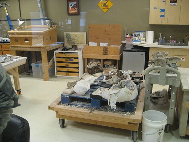 Large open fossil jackets resting on wheeled carts in the preparation laboratory.