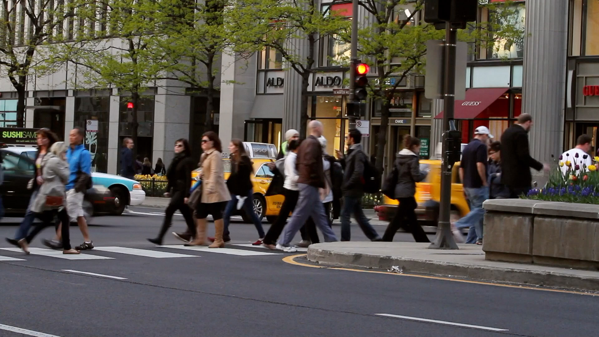 Segnisiter continuus image 6